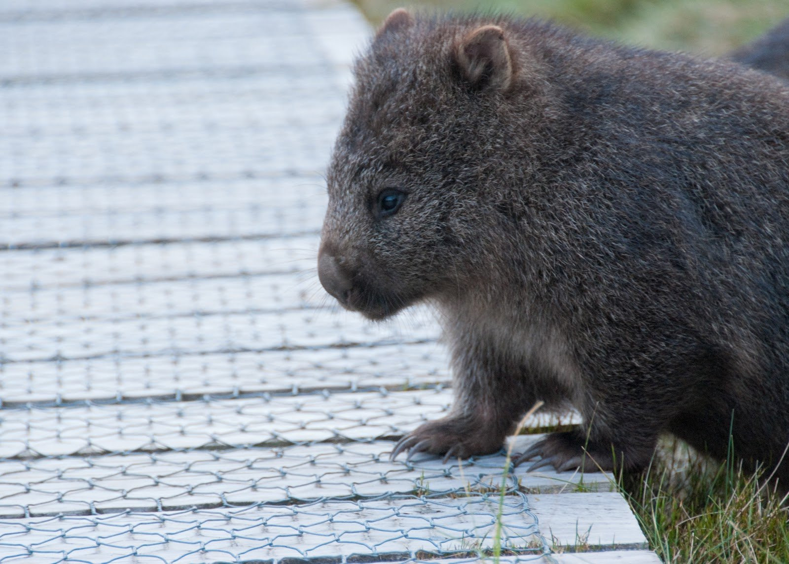 Кроха в Тасмании, Австралия. Фото 1 – фотографии Австралии