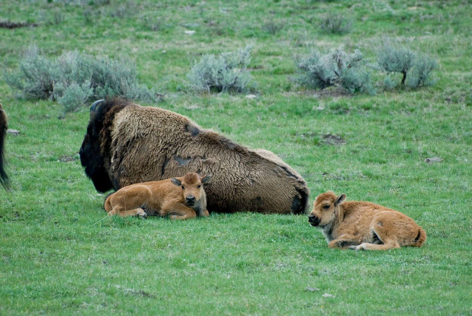 Йеллоустоун Национальный Парк, Вайоминг штат, США, фото № 67736 – фотографии США