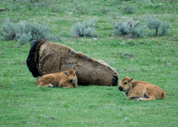 Йеллоустоун Национальный Парк, Вайоминг штат, США, фото № 67736 – фотографии США