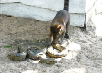 Суринам, фото № 4656 – фотографии Суринама