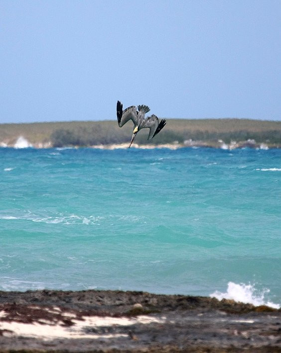 Птица в Кайо-Гильермо, Куба. Фото 3 – фотографии Кубы