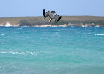 Птица в Кайо-Гильермо, Куба. Фото 3 – фотографии Кубы