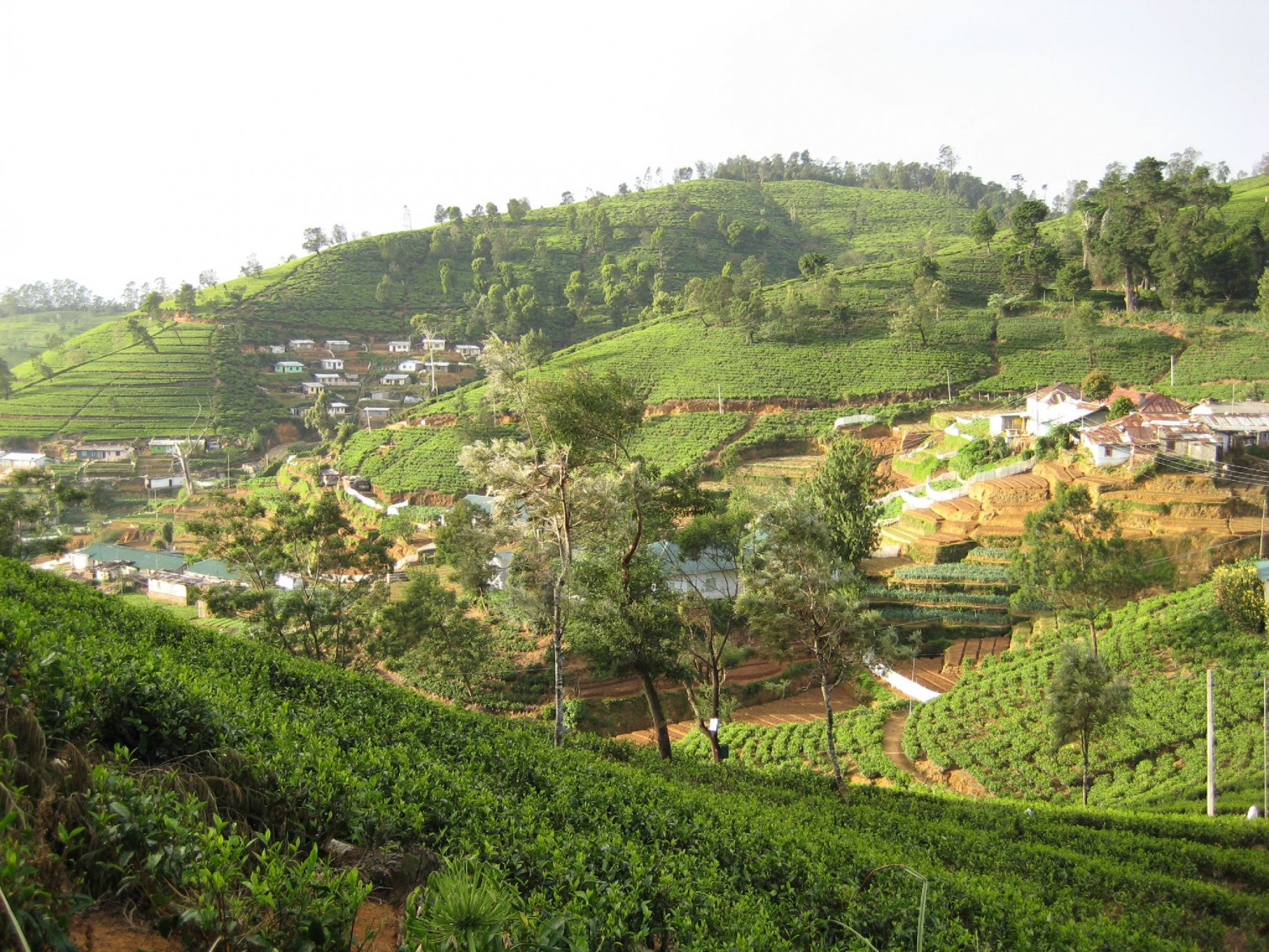 Нувара Элия, Шри-Ланка, фото № 52071 – фотографии Шри-Ланки