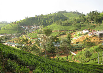 Нувара Элия, Шри-Ланка, фото № 52071 – фотографии Шри-Ланки