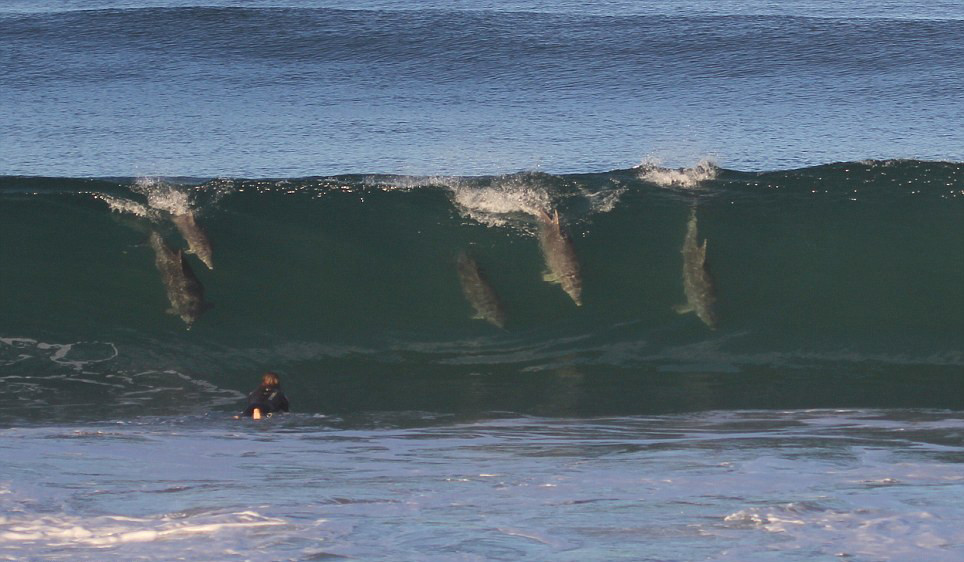 Встречи с дельфинами в Байрон-Бей (Byron Bay), Австралия – фотографии Австралии