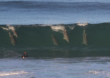 Встречи с дельфинами в Байрон-Бей (Byron Bay), Австралия – фотографии Австралии