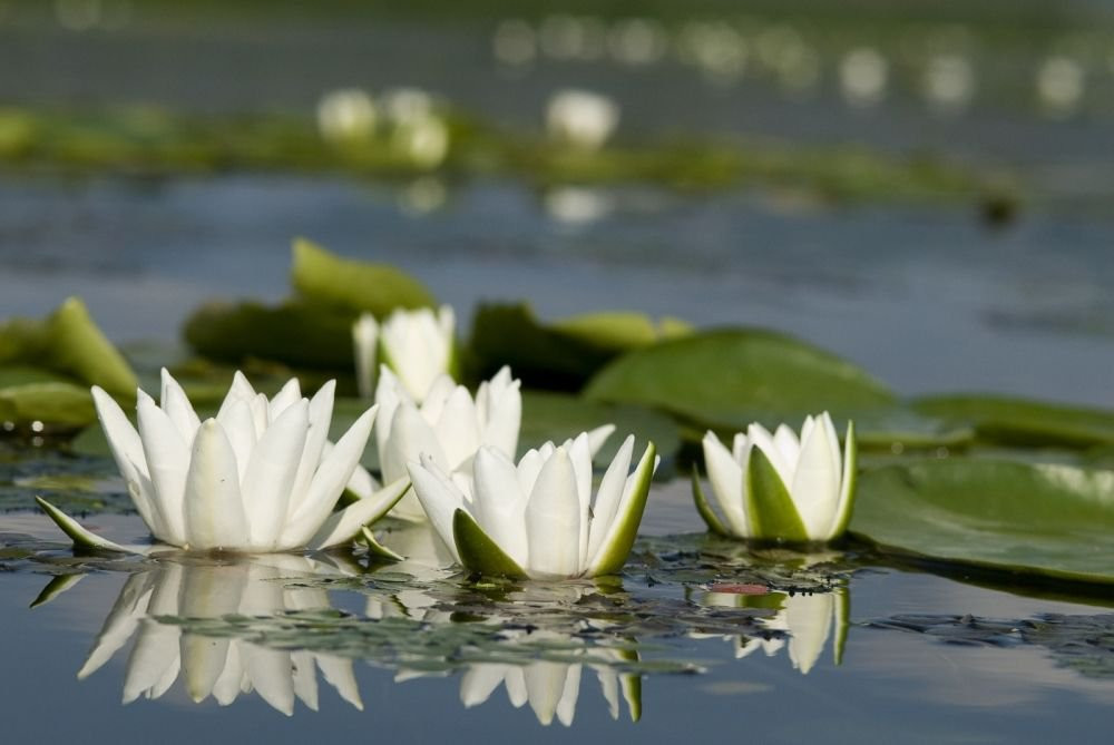 Кувшинки в озере, Черногория. Фото 3 – фотографии Черногории