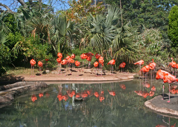 Зоопарк в районе Гамильтона. Фото 4 – фотографии Бермудских островов