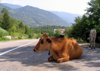 Коровы в Абхазии. Фото 1 – фотографии Абхазии