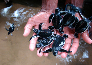 Коcгода, Шри-Ланка, фото № 51526 – фотографии Шри-Ланки