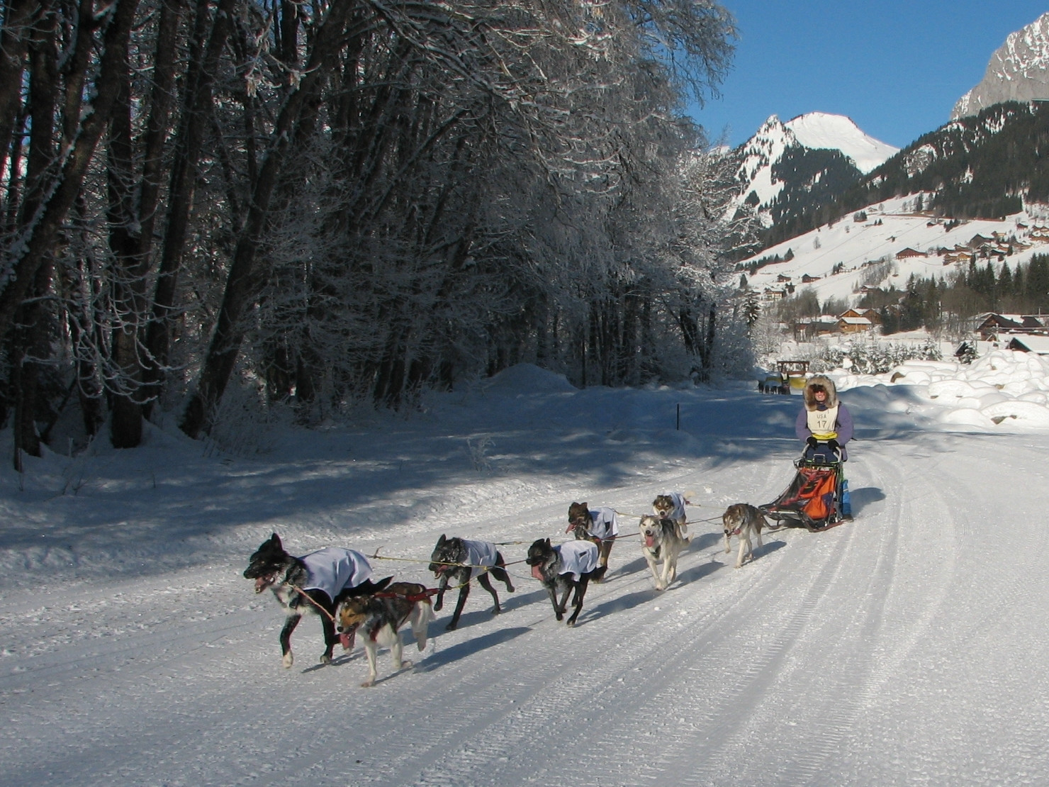 Упряжка собак в Ла-Шапель-д'Абонданс, Франция – фотографии Франции