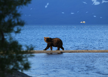 Медведи на Камчатке, Россия. Фото 5 – фотографии России