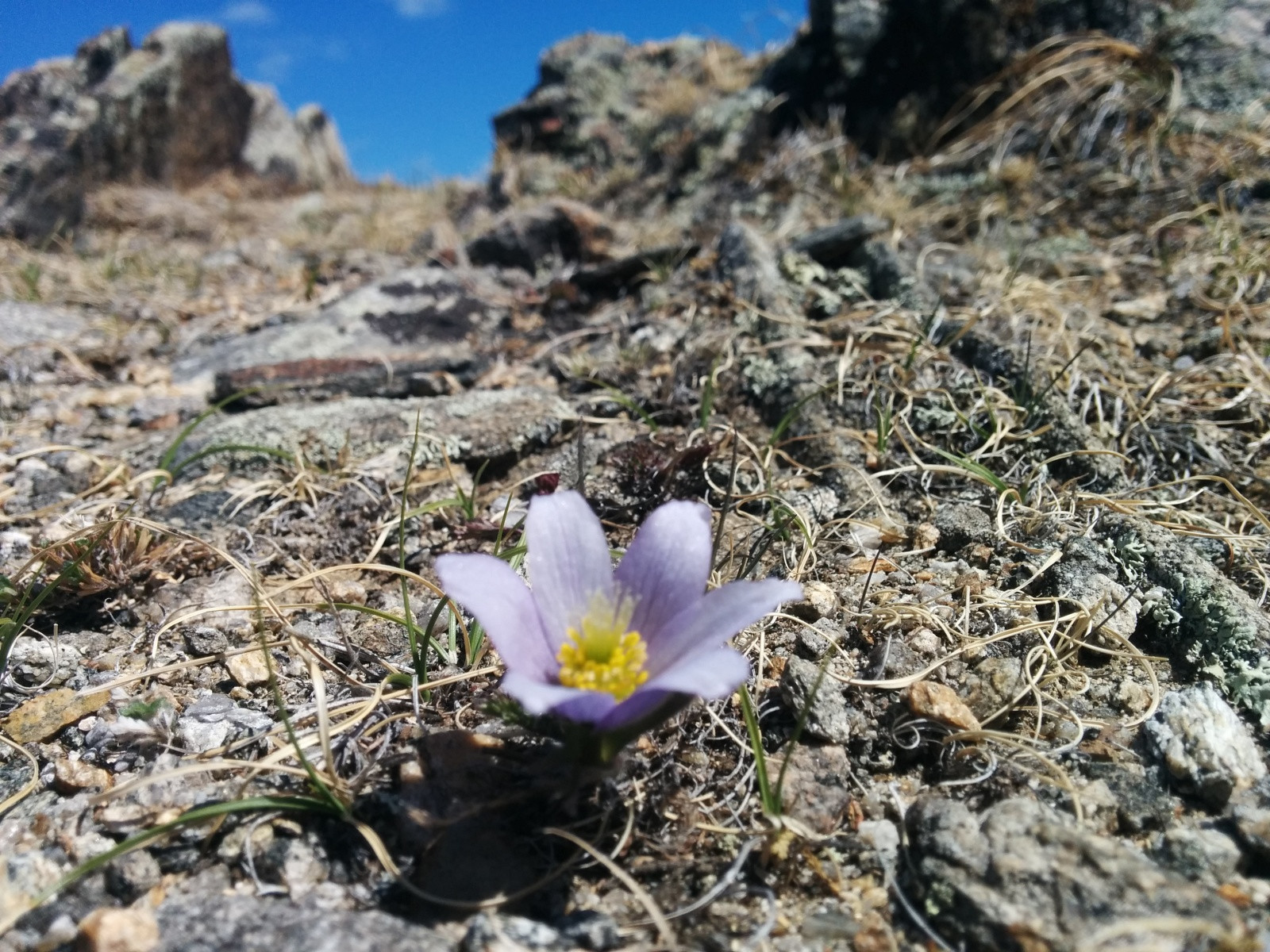Цветочек на Малом море – фотографии России