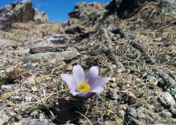 Цветочек на Малом море – фотографии России