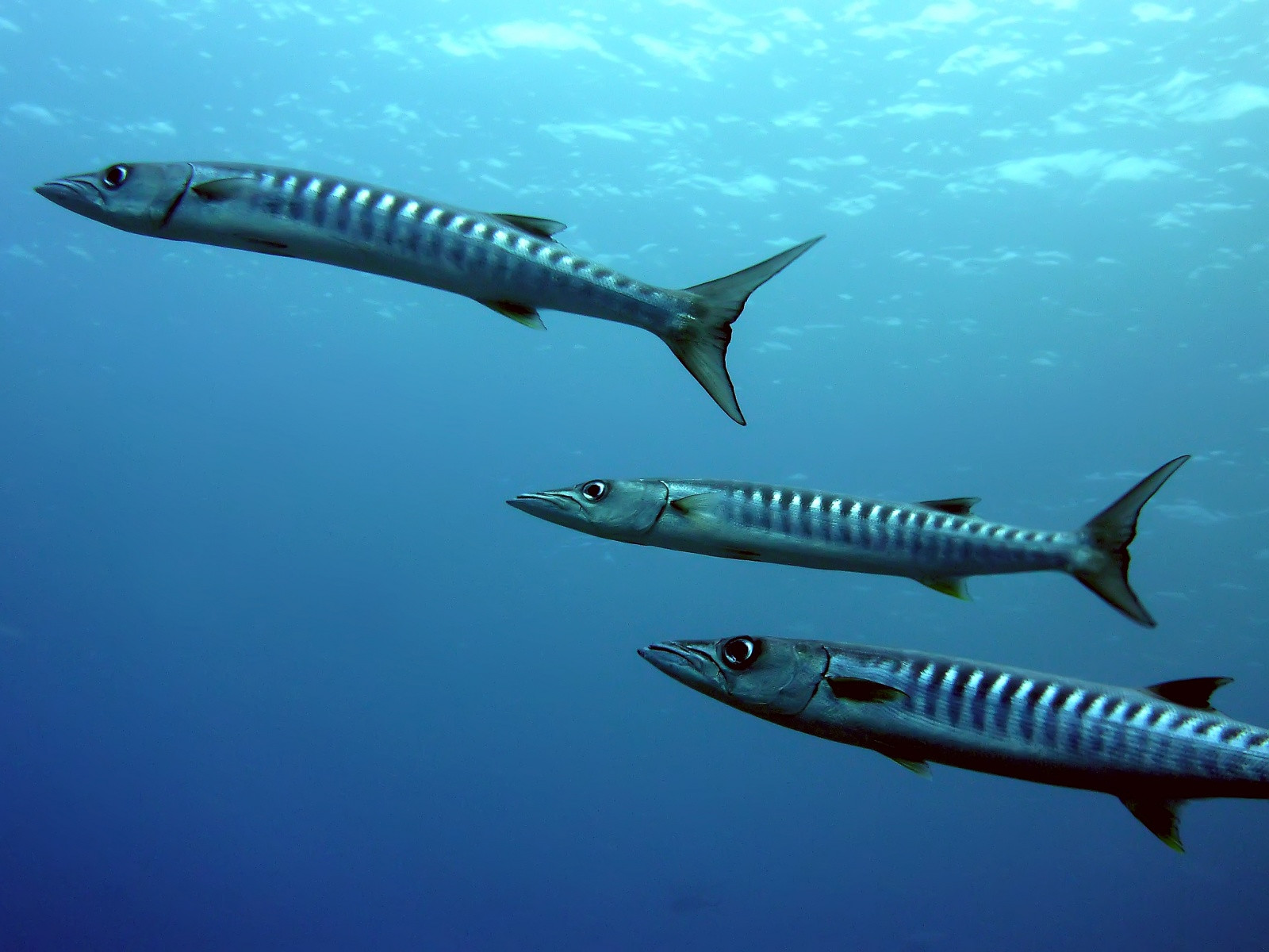 Что за селёдки?) – фотографии Палау