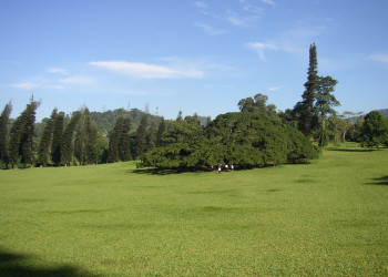 Ботанический сад в Канди, Шри-Ланка. Фото 10 – фотографии Шри-Ланки