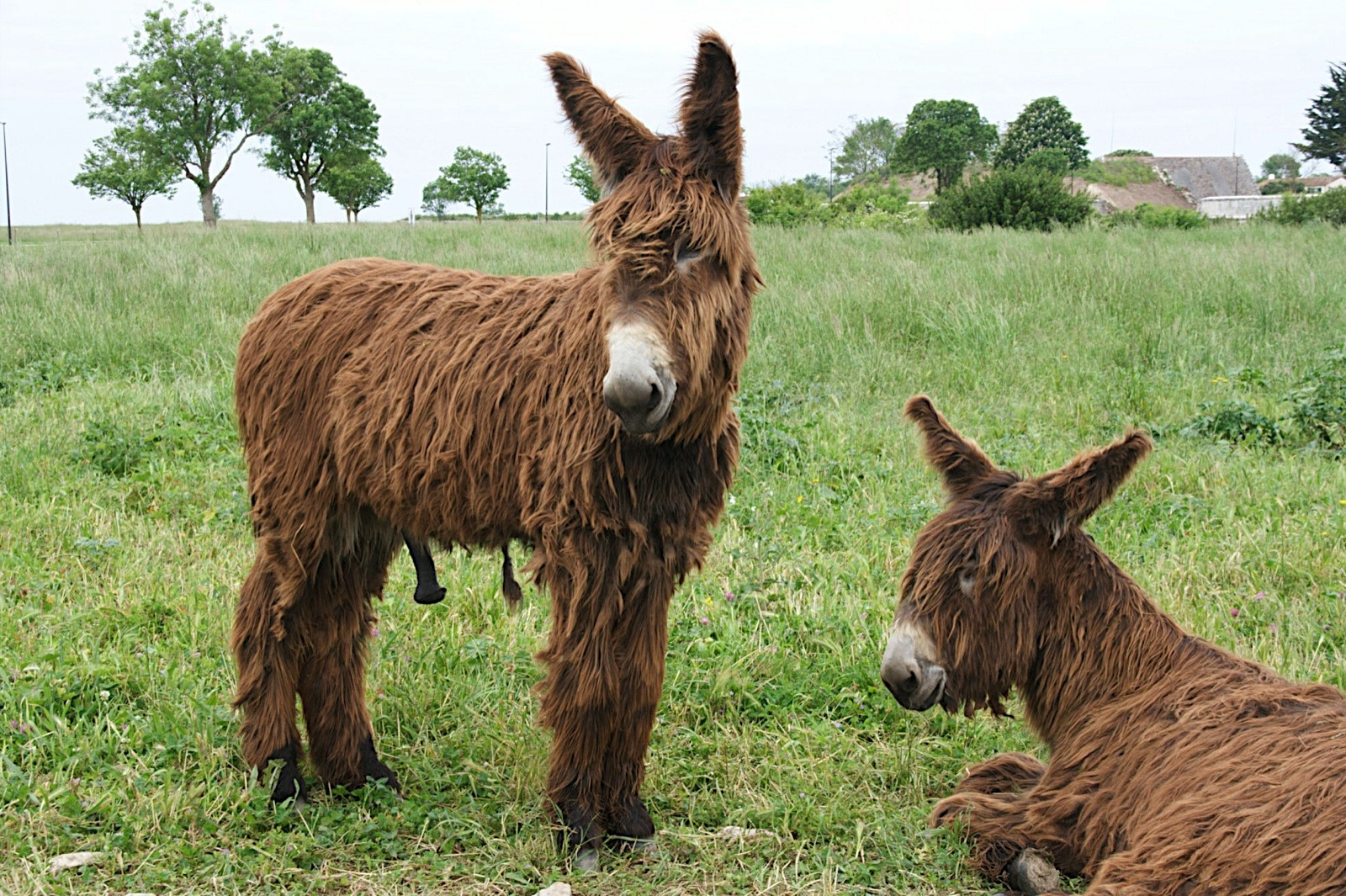 Животные на острове Ре, Франция. Фото 1 – фотографии Франции