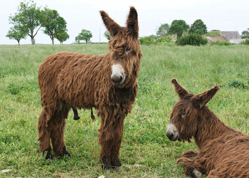 Животные на острове Ре, Франция. Фото 1 – фотографии Франции