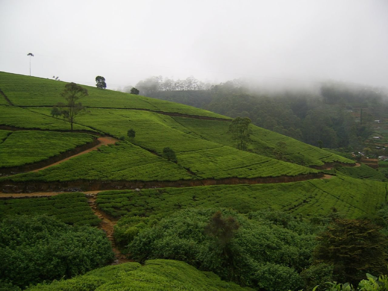 Нувара Элия, Шри-Ланка, фото № 52056 – фотографии Шри-Ланки
