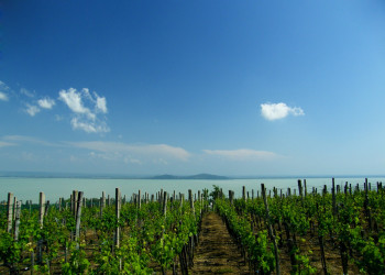 Бадачонь, Балатон озеро, Венгрия, фото № 69714 – фотографии Венгрии