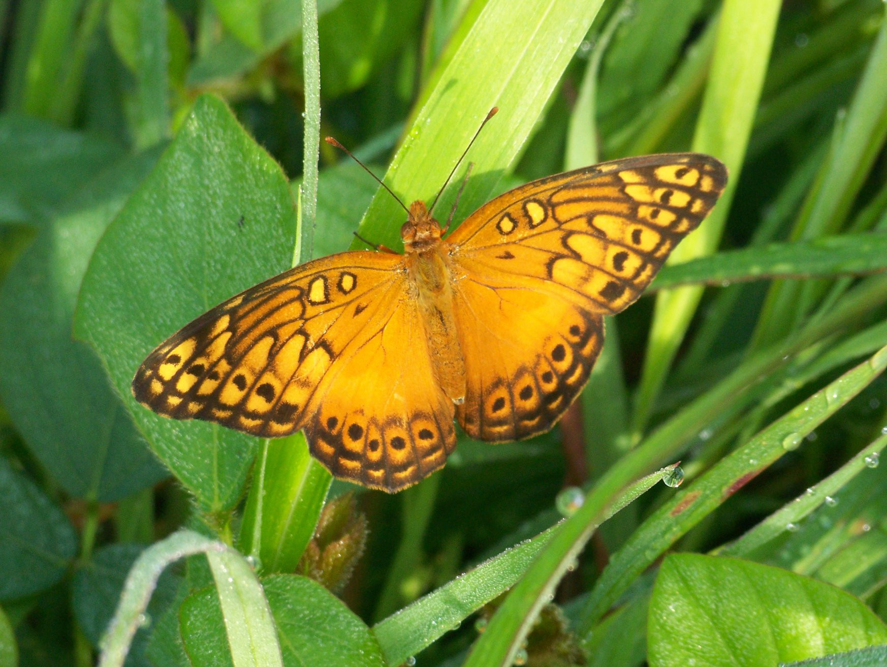Санта Роза Национальный Парк, Гуанакасте провинция, Коста-Рика, фото № 39317 – фотографии Коста-Рики