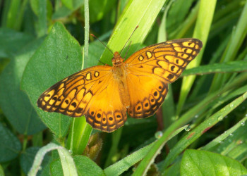 Санта Роза Национальный Парк, Гуанакасте провинция, Коста-Рика, фото № 39317 – фотографии Коста-Рики