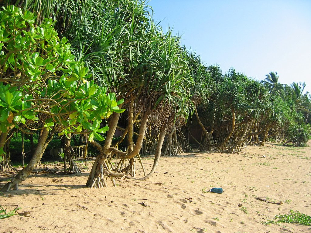 Индурува, Шри-Ланка, фото № 51160 – фотографии Шри-Ланки