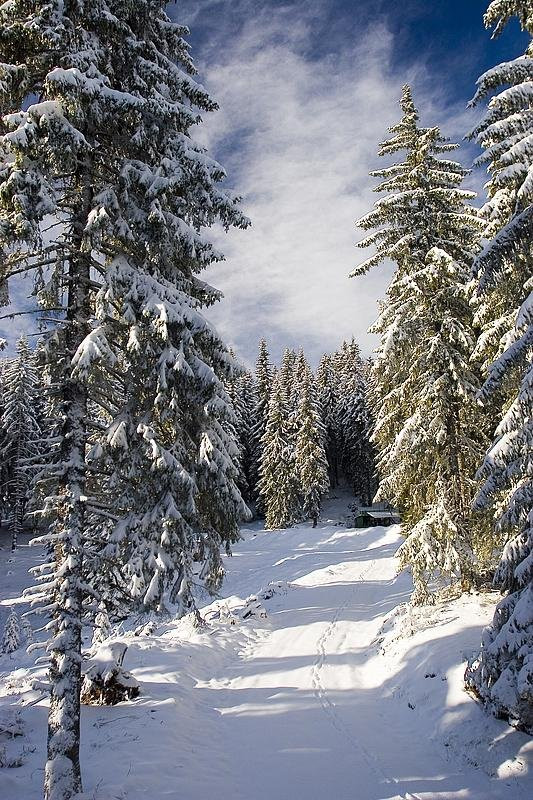 Природа в Пампорово, Болгария. Фото 26 – фотографии Болгарии