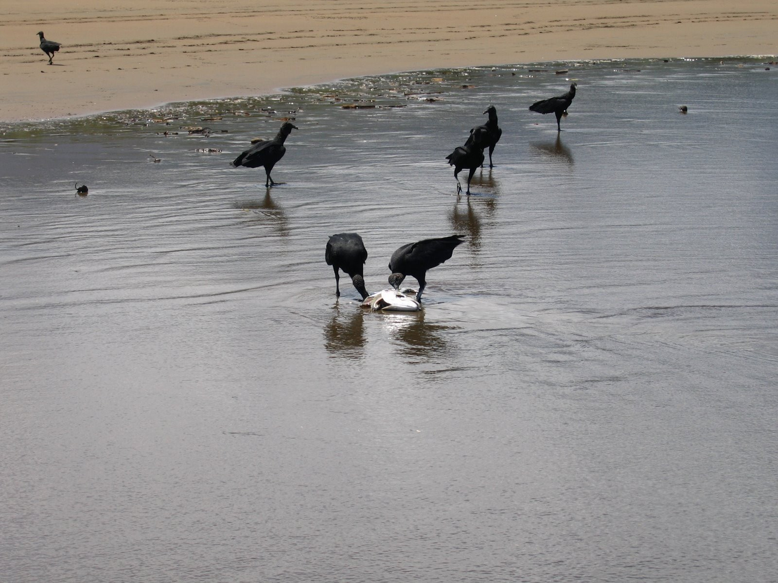 Плайя Увита, Пунтаренас провинция, Коста-Рика, фото № 40971 – фотографии Коста-Рики