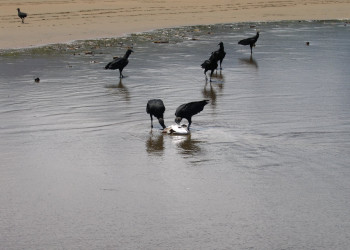 Плайя Увита, Пунтаренас провинция, Коста-Рика, фото № 40971 – фотографии Коста-Рики