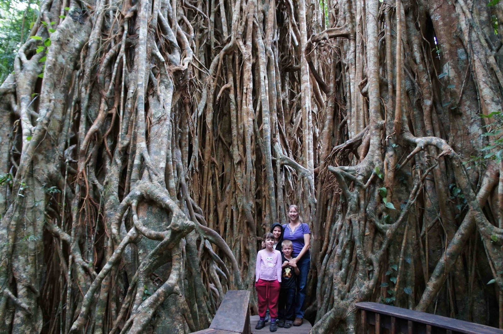 Дерево-собор (Cathedral Fig Tree), Атертон, Австралия. Фото 1 – фотографии Австралии