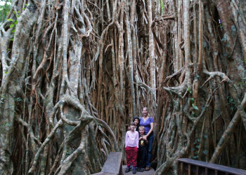Дерево-собор (Cathedral Fig Tree), Атертон, Австралия. Фото 1 – фотографии Австралии