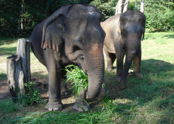 Слоны в Кхао-Яй, Тайланд. Фото 8 – фотографии Таиланда