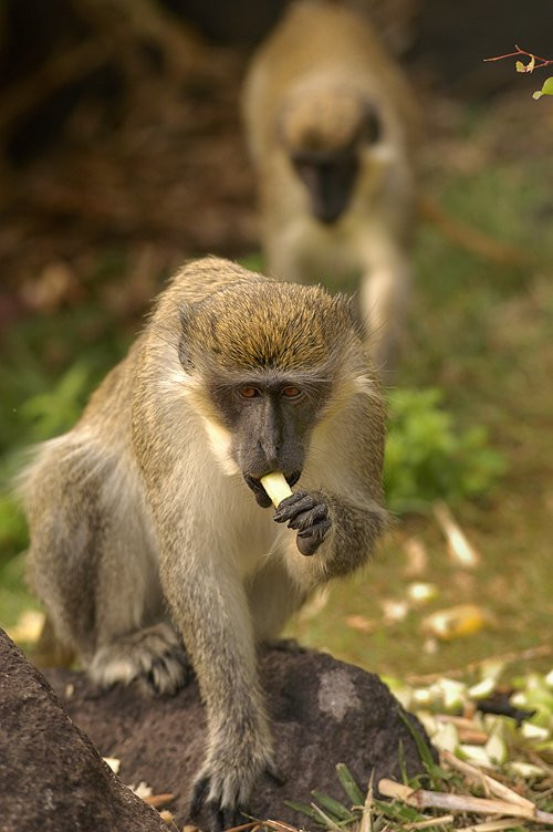 Сен Китс остров, Сент-Китс и Невис, фото № 71573 – фотографии Сент-Китс и Невис