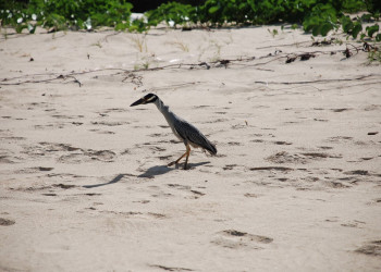 Птица на острове Антигуа – фотографии Антигуа и Барбуды