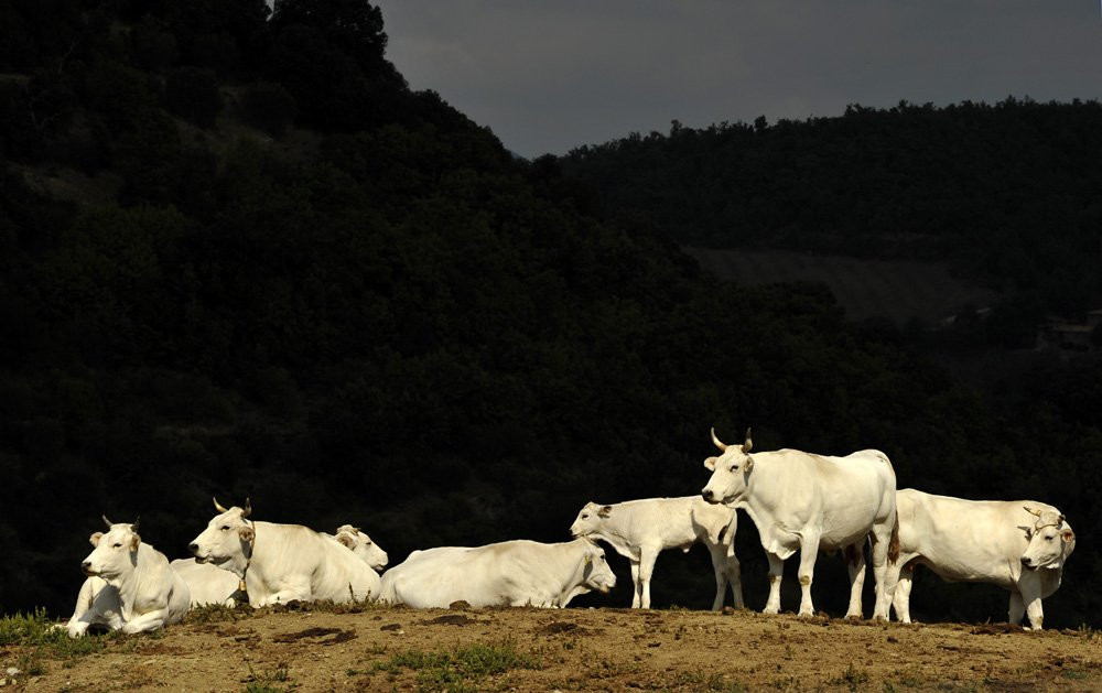 Тоскана, Италия, фото № 77955 – фотографии Италии