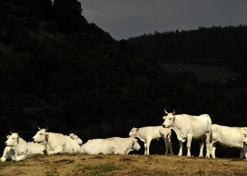 Тоскана, Италия, фото № 77955 – фотографии Италии