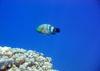 Хургада, Египет, фото № 35485 – фотографии Египта