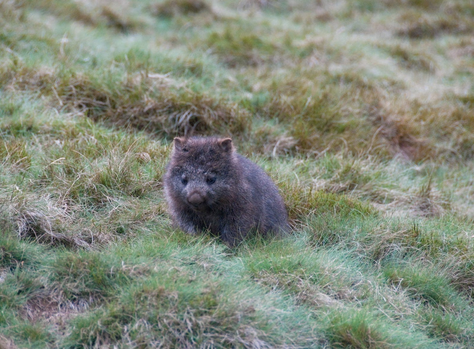 Кроха в Тасмании, Австралия – фотографии Австралии