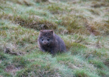 Кроха в Тасмании, Австралия – фотографии Австралии