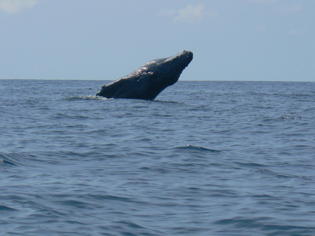 о.Каньо, Пунтаренас провинция, Коста-Рика, фото № 40830 – фотографии Коста-Рики