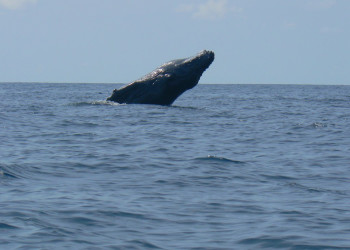 о.Каньо, Пунтаренас провинция, Коста-Рика, фото № 40830 – фотографии Коста-Рики