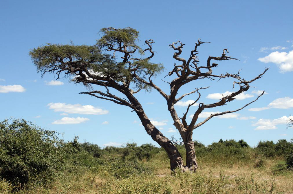 Замбия. Фото 9 – фотографии Замбии