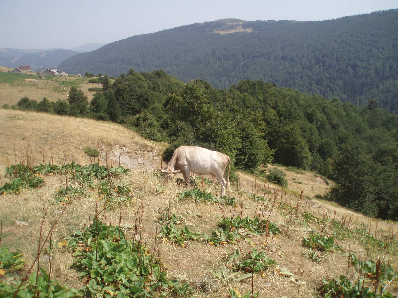 Природа Национального парка, Черногория. Фото 21 – фотографии Черногории
