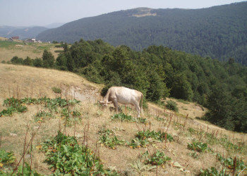 Природа Национального парка, Черногория. Фото 21 – фотографии Черногории