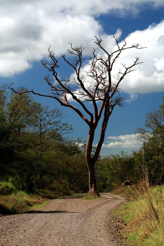 Ринкон де ла Виеха Национальный Парк, Гуанакасте провинция, Коста-Рика, фото № 39257 – фотографии Коста-Рики
