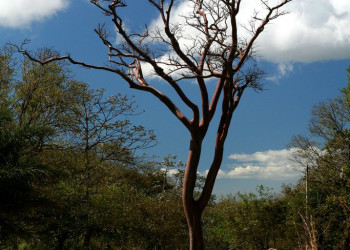 Ринкон де ла Виеха Национальный Парк, Гуанакасте провинция, Коста-Рика, фото № 39257 – фотографии Коста-Рики