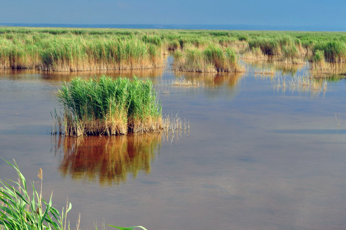 Природа озера Нойзидлер-Зе – фотографии Австрии