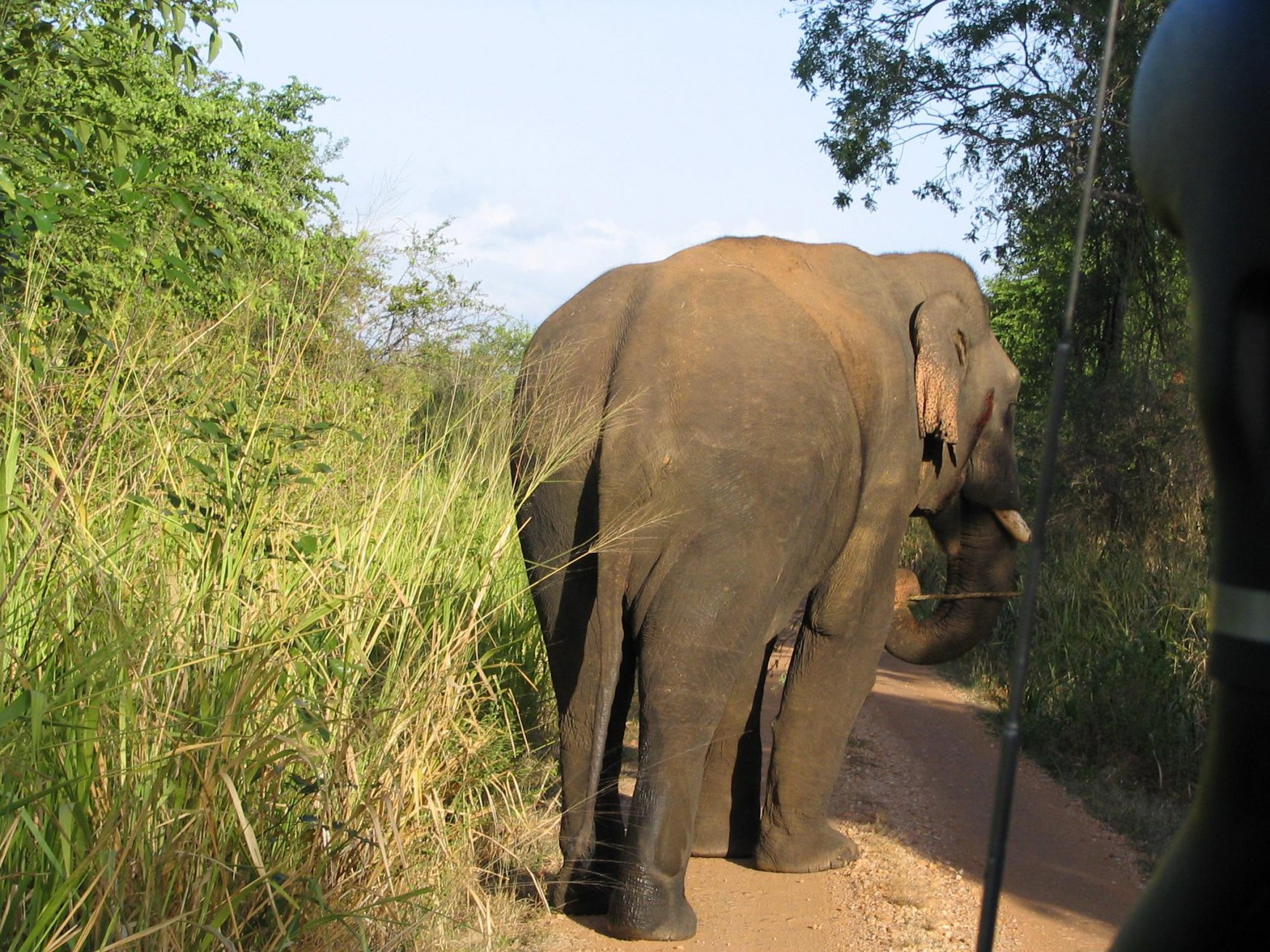 Яла Национальный Парк, Шри-Ланка, фото № 52646 – фотографии Шри-Ланки