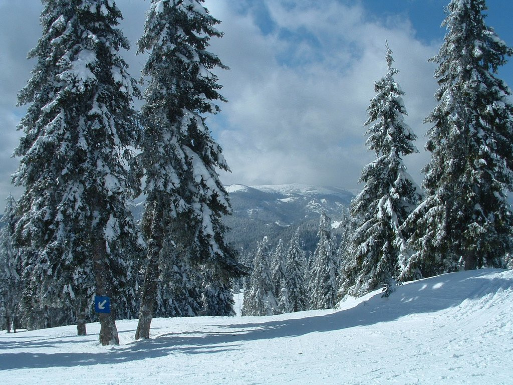 Природа в Пампорово, Болгария. Фото 18 – фотографии Болгарии